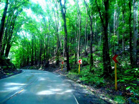 Forêt d'acajou